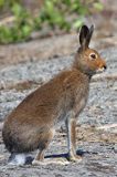 zając bielak, Lepus timidus