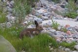 zając bielak, Lepus timidus