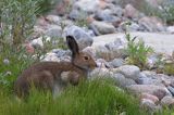 zając bielak, Lepus timidus