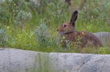 zając bielak, Lepus timidus