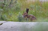 zając bielak, Lepus timidus