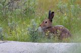 zając bielak, Lepus timidus