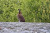 zając bielak, Lepus timidus