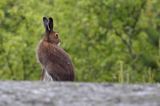 zając bielak, Lepus timidus