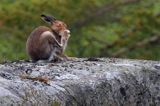 zając bielak, Lepus timidus