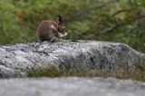 zając bielak, Lepus timidus