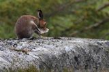 zając bielak, Lepus timidus