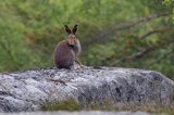 zając bielak, Lepus timidus