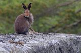 zając bielak, Lepus timidus