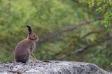 zając bielak, Lepus timidus