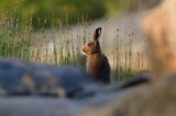 zając bielak, Lepus timidus