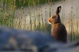 zając bielak, Lepus timidus