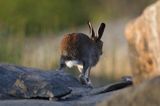 zając bielak, Lepus timidus