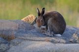 zając bielak, Lepus timidus