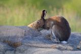 zając bielak, Lepus timidus