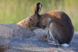 zając bielak, Lepus timidus