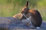 zając bielak, Lepus timidus