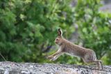 zając bielak, Lepus timidus