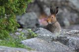 zając bielak, Lepus timidus