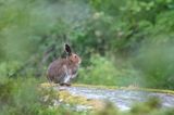 zając bielak, Lepus timidus