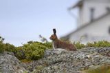 zając bielak, Lepus timidus