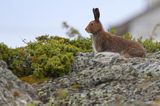 zając bielak, Lepus timidus