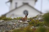 zając bielak, Lepus timidus