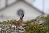 zając bielak, Lepus timidus