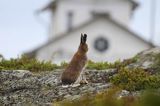 zając bielak, Lepus timidus