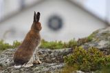 zając bielak, Lepus timidus