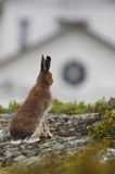 zając bielak, Lepus timidus