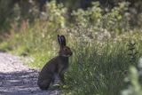 Zając bielak, Lepus timidus