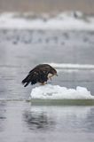 white-tailed sea eagle Haliaetus albicilla