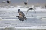 white-tailed sea eagle Haliaetus albicilla