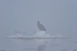 white-tailed sea eagle Haliaetus albicilla