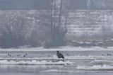 white-tailed sea eagle Haliaetus albicilla