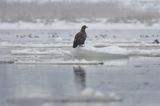 white-tailed sea eagle Haliaetus albicilla