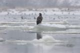 white-tailed sea eagle Haliaetus albicilla