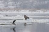 white-tailed sea eagle Haliaetus albicilla