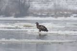 white-tailed sea eagle Haliaetus albicilla