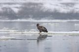 white-tailed sea eagle Haliaetus albicilla