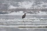 white-tailed sea eagle Haliaetus albicilla