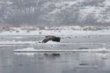 white-tailed sea eagle Haliaetus albicilla