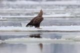 white-tailed sea eagle Haliaetus albicilla