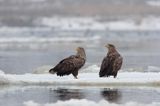 white-tailed sea eagle Haliaetus albicilla