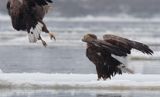 white-tailed sea eagle Haliaetus albicilla