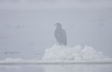 white-tailed sea eagle Haliaetus albicilla