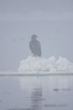 white-tailed sea eagle Haliaetus albicilla