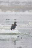 white-tailed sea eagle Haliaetus albicilla