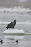 white-tailed sea eagle Haliaetus albicilla